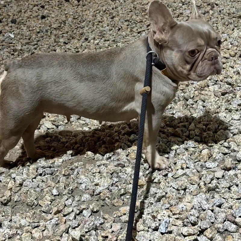 An adult small-sized female Brown / Chocolate French Bulldog dog named Kiwi for adoption in LOXAHATCHEE, FL