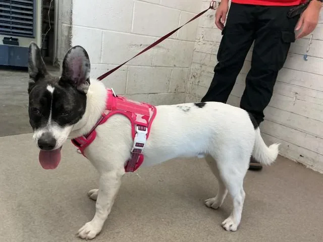 A young small-sized male Pit Bull Terrier dog named Gelato for adoption in San Bernardino, CA