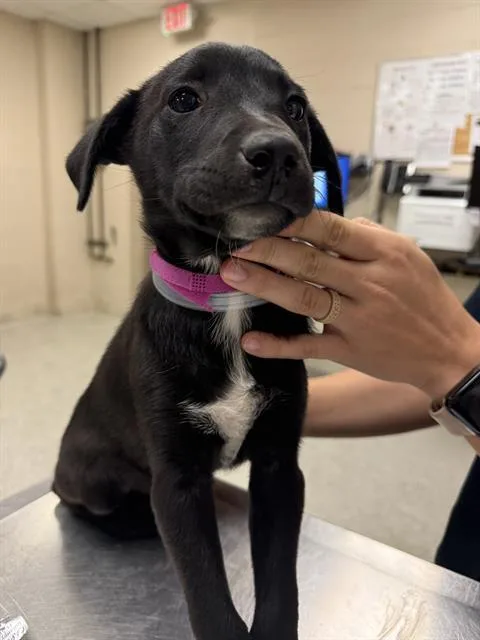 A baby small-sized female Labrador Retriever dog named Pebbles for adoption in Conroe, TX