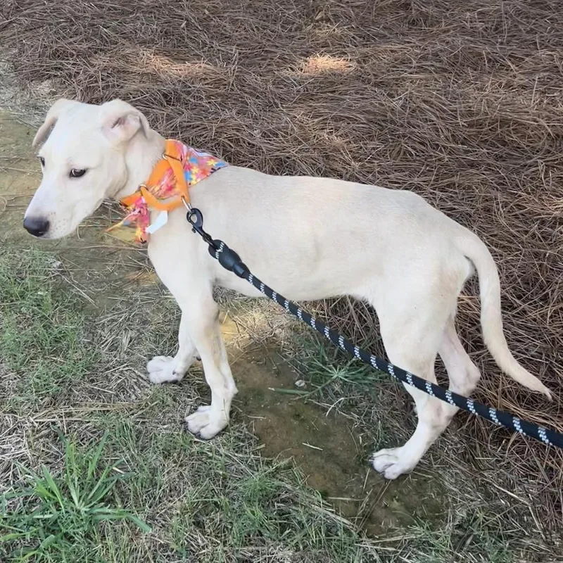 A baby medium-sized male Yellow / Tan / Blond / Fawn Mixed Breed dog named Wookie for adoption in Bennettsville, SC
