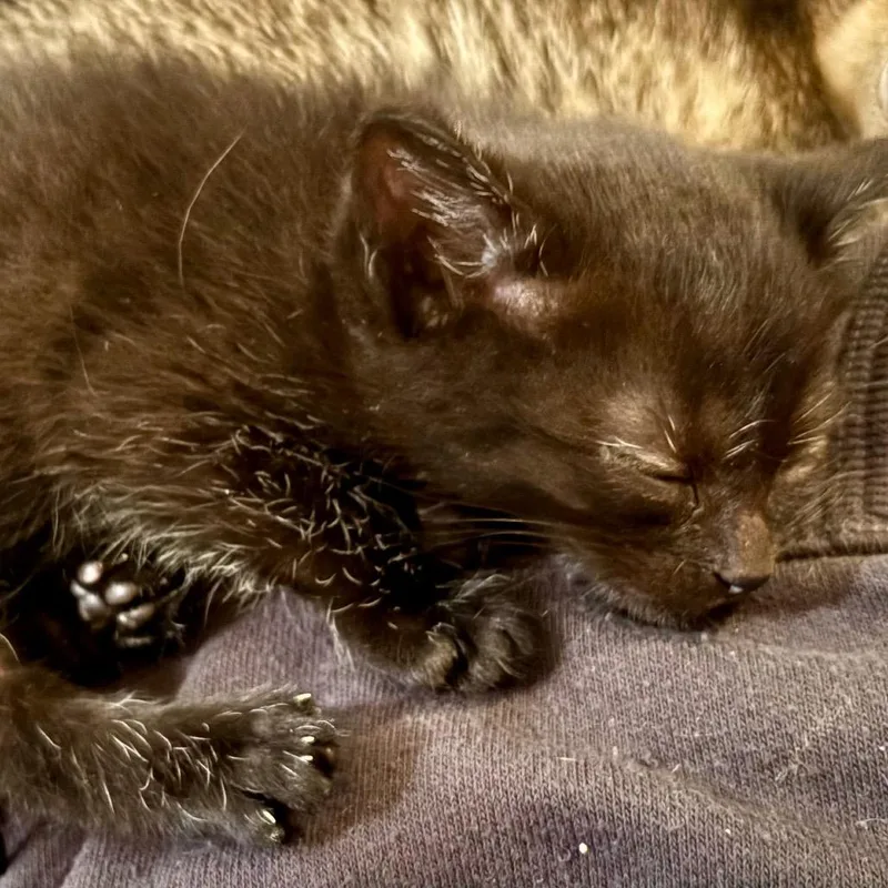 A baby small-sized male Black Domestic Short Hair cat named Jasper for adoption in Alexandria, VA
