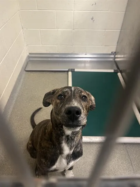 A young medium-sized male Pit Bull Terrier dog named Cyrus Byrus for adoption in West Valley City, UT