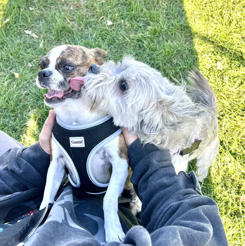 A young small-sized female Shih Tzu dog named Shelby for adoption in Estherville, IA