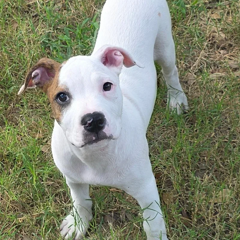 A baby medium-sized male White / Cream Boxer dog named Picasso DD for adoption in Austin, TX