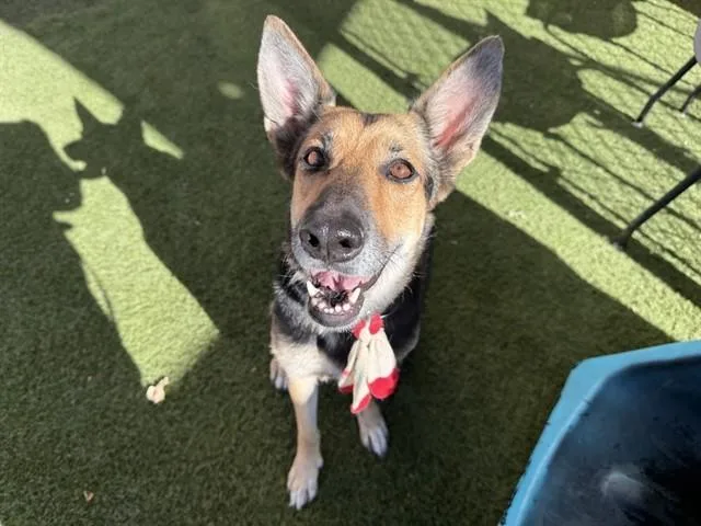 An adult large-sized female German Shepherd Dog dog named Luna for adoption in Phoenix, AZ