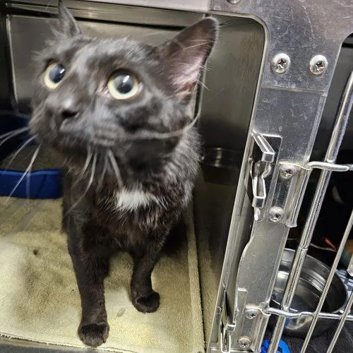 A young medium-sized male Black Domestic Short Hair cat named Vader for adoption in Burlington, IA