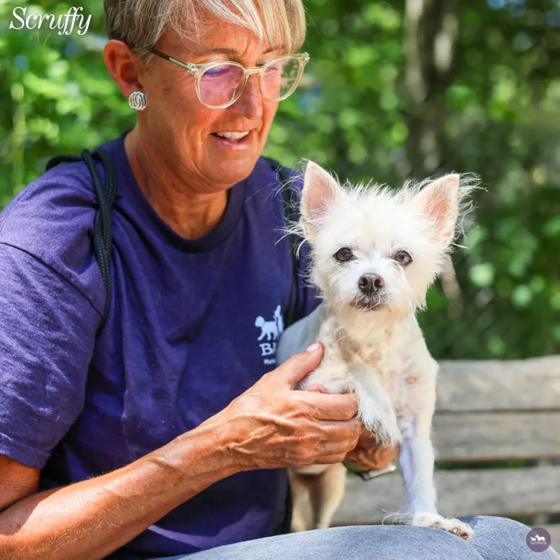 A senior small-sized female Chihuahua dog named Scruffy for adoption in Hopkinton, MA