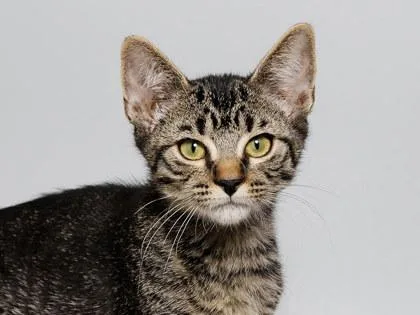 A baby small-sized male Domestic Short Hair cat named Pop for adoption in Longmont, CO
