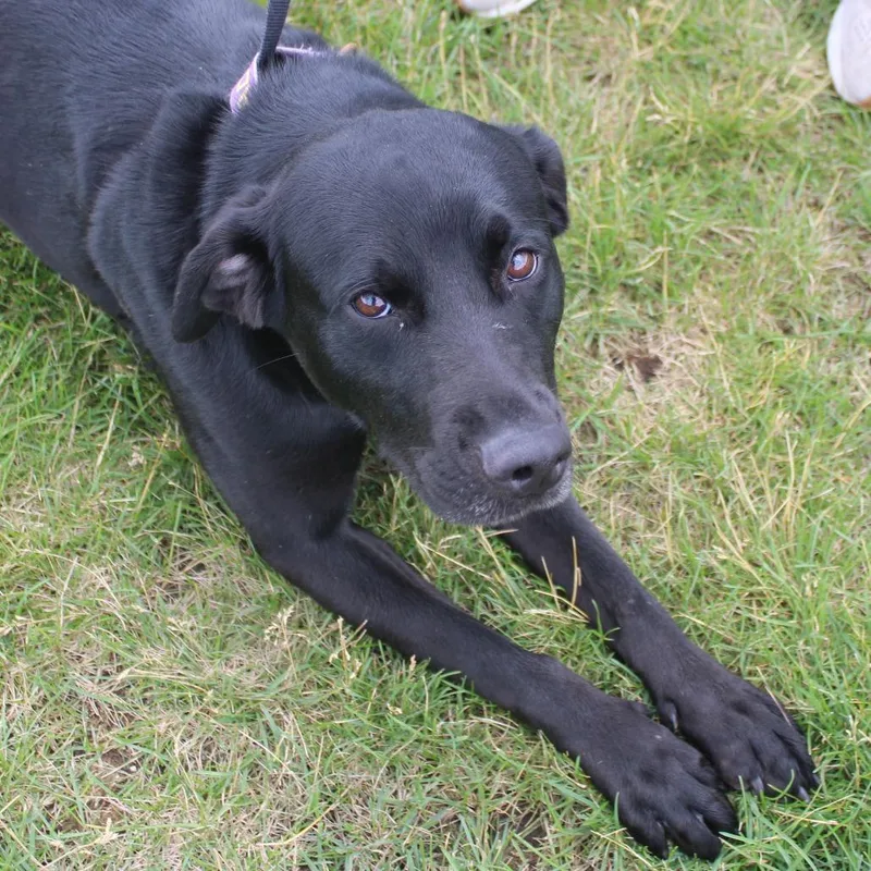 Nova