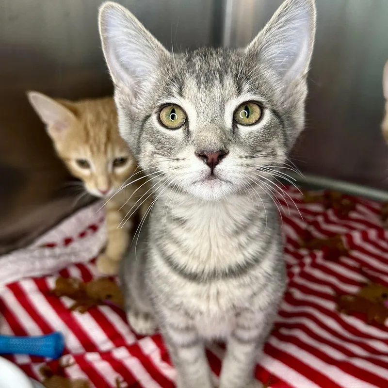 A baby small-sized female Gray / Blue / Silver Domestic Short Hair cat named Merrily for adoption in Matteson, IL