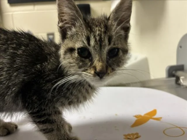 A baby small-sized male Domestic Short Hair cat named Dave for adoption in Chapel Hill, NC