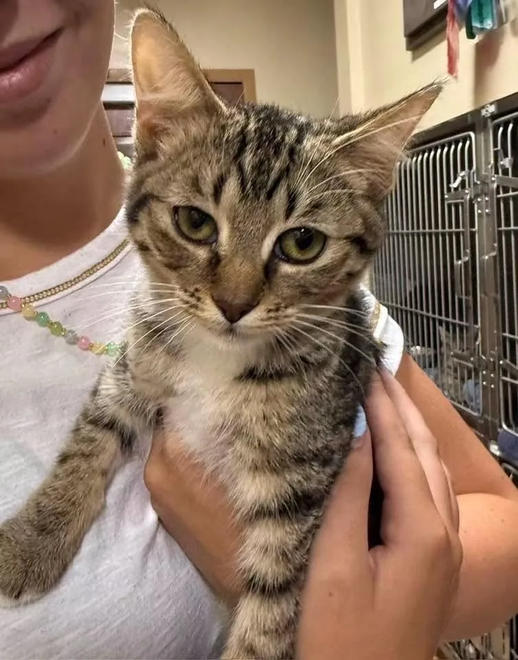 A baby small-sized male Domestic Short Hair cat named Kimber for adoption in Little Rock, AR