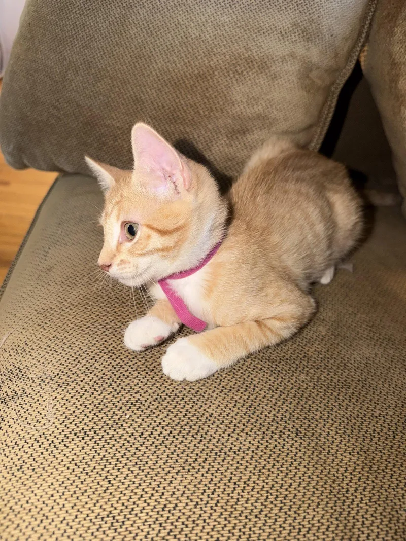 A baby medium-sized female Tabby cat named Monica for adoption in Vallejo, CA