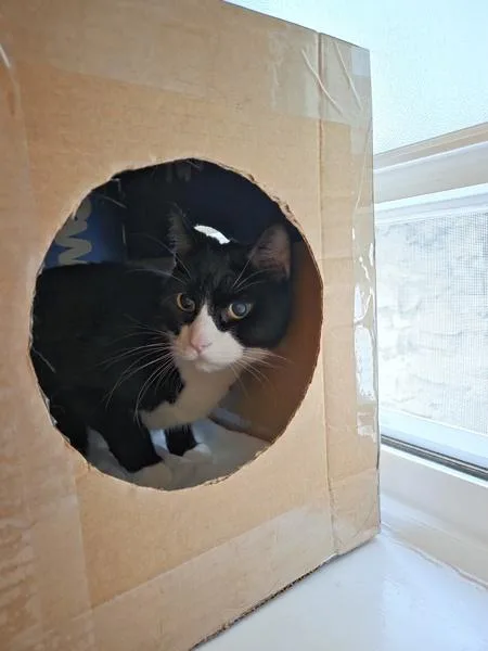 A senior large-sized male Domestic Short Hair cat named Angelo for adoption in Ridgewood, NY