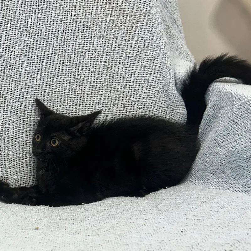 A baby small-sized female Black Domestic Short Hair cat named Wasabi for adoption in Middletown, NY