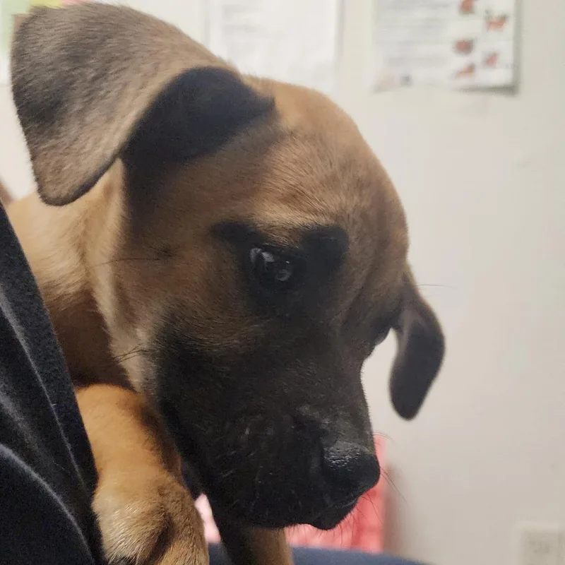 A baby small-sized female Yellow / Tan / Blond / Fawn Mixed Breed dog named Glittering for adoption in Charleston, WV