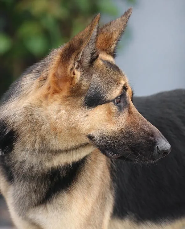 A young large-sized female Black German Shepherd Dog dog named Dede Von Damme for adoption in Los Angeles, CA