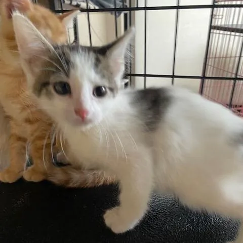 A baby small-sized male White Domestic Short Hair cat named Dilly for adoption in Dayton, OH