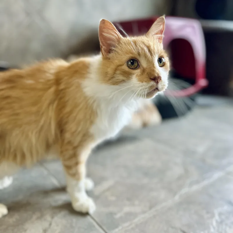 A senior large-sized male Orange & White Domestic Long Hair cat named Pooh Bear for adoption in Seguin, TX