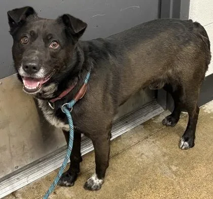 A young medium-sized male Black Border Collie dog named Hamilton for adoption in Cleveland, OH