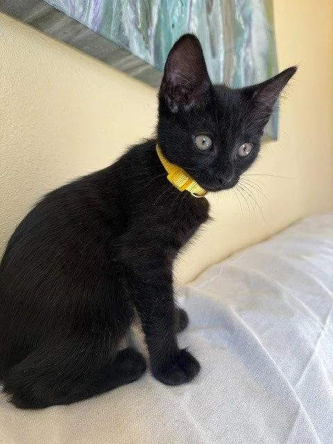 A baby medium-sized female Black Domestic Short Hair cat named Freya for adoption in St. Helens, OR