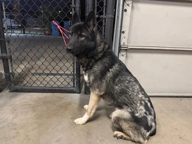 An adult large-sized male German Shepherd Dog dog named Goofy for adoption in Dallas, TX