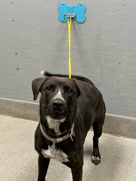 An adult large-sized female Labrador Retriever dog named Marykate for adoption in Las Vegas, NV