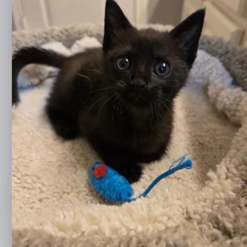 A baby small-sized female Black Domestic Short Hair cat named Bernadette for adoption in Houston, TX