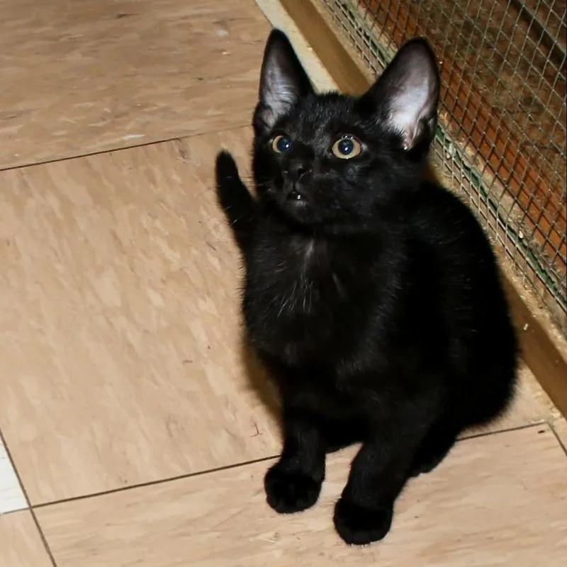 A baby medium-sized male Black Domestic Short Hair cat named Ashur for adoption in Shippenville, PA