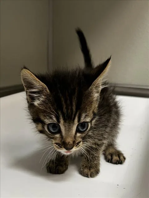 A baby small-sized male Domestic Short Hair cat named Milhouse for adoption in Tracy, CA