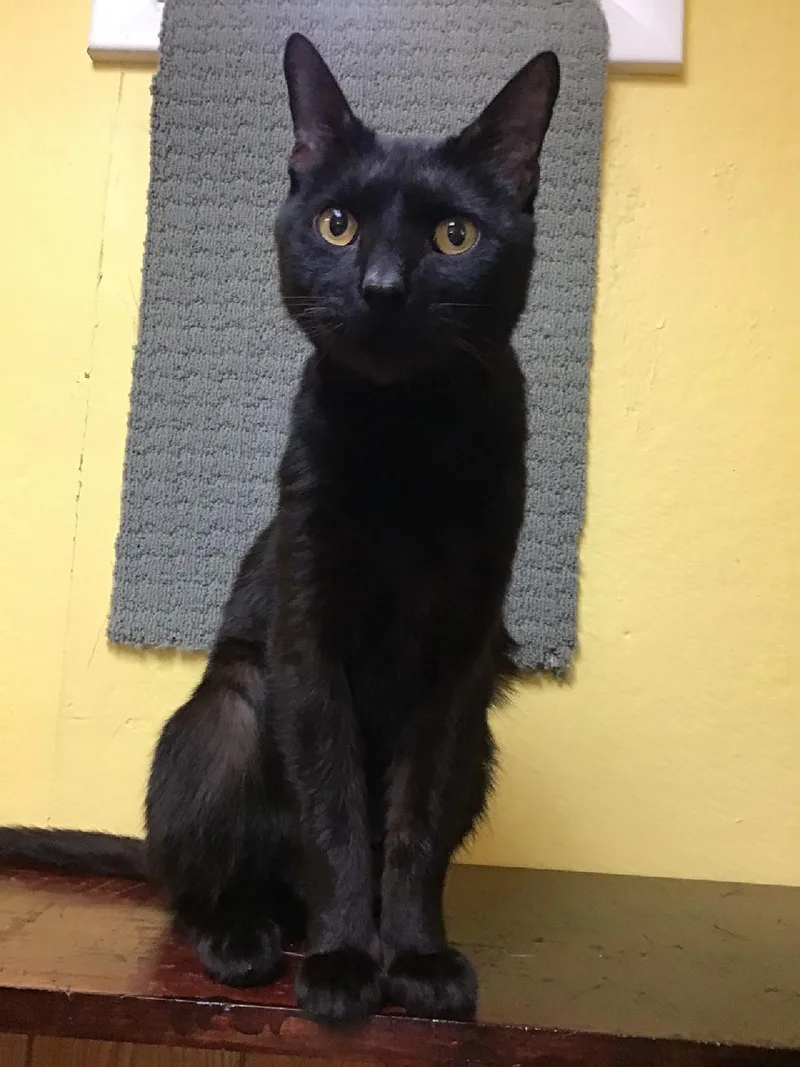 An adult medium-sized male Black Domestic Short Hair cat named Bilbo for adoption in Charlestown, NH