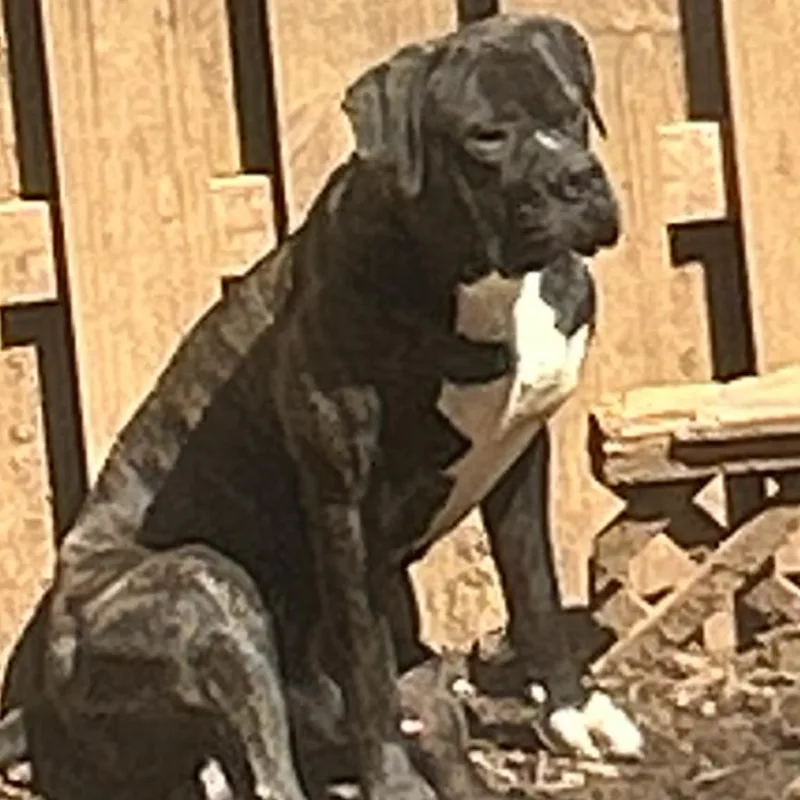Eli