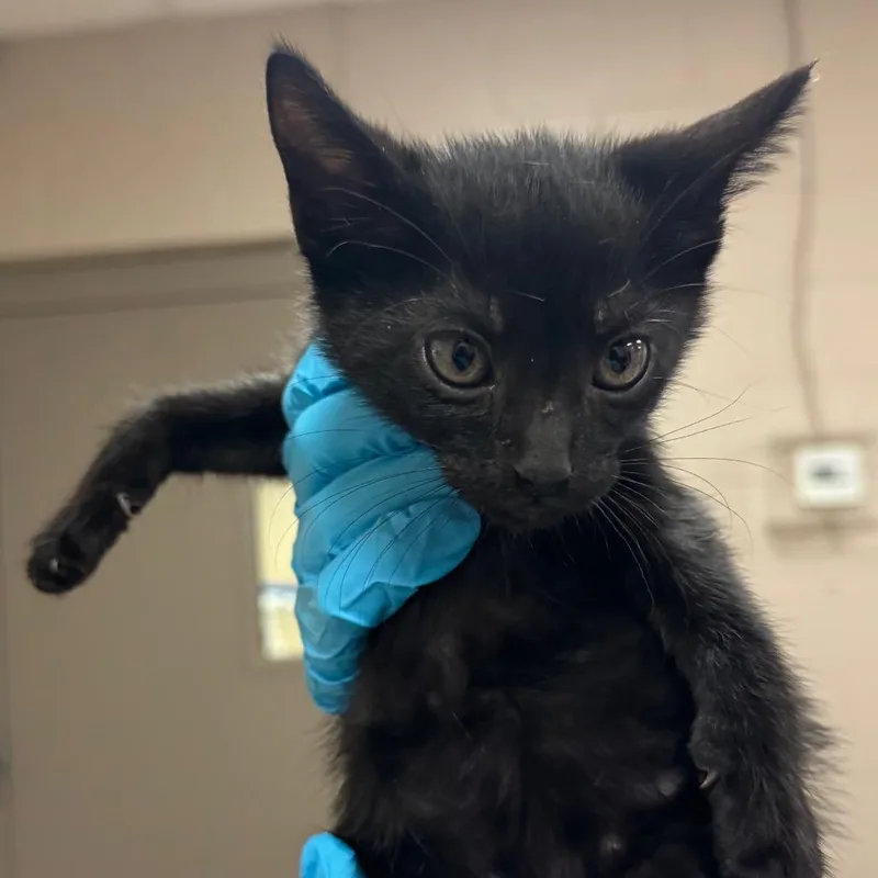 A baby small-sized male Black Domestic Short Hair cat named Theodore for adoption in Birmingham, AL