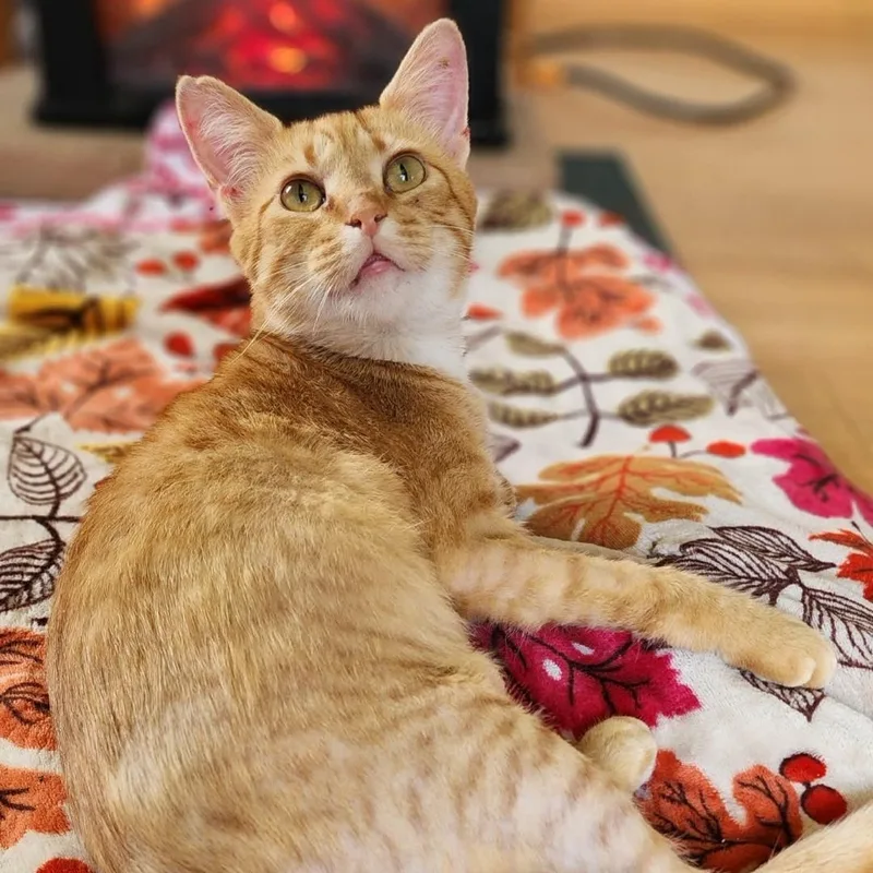 An adult medium-sized female Orange / Red Domestic Short Hair cat named Eagle And Martha for adoption in Pardeeville, WI