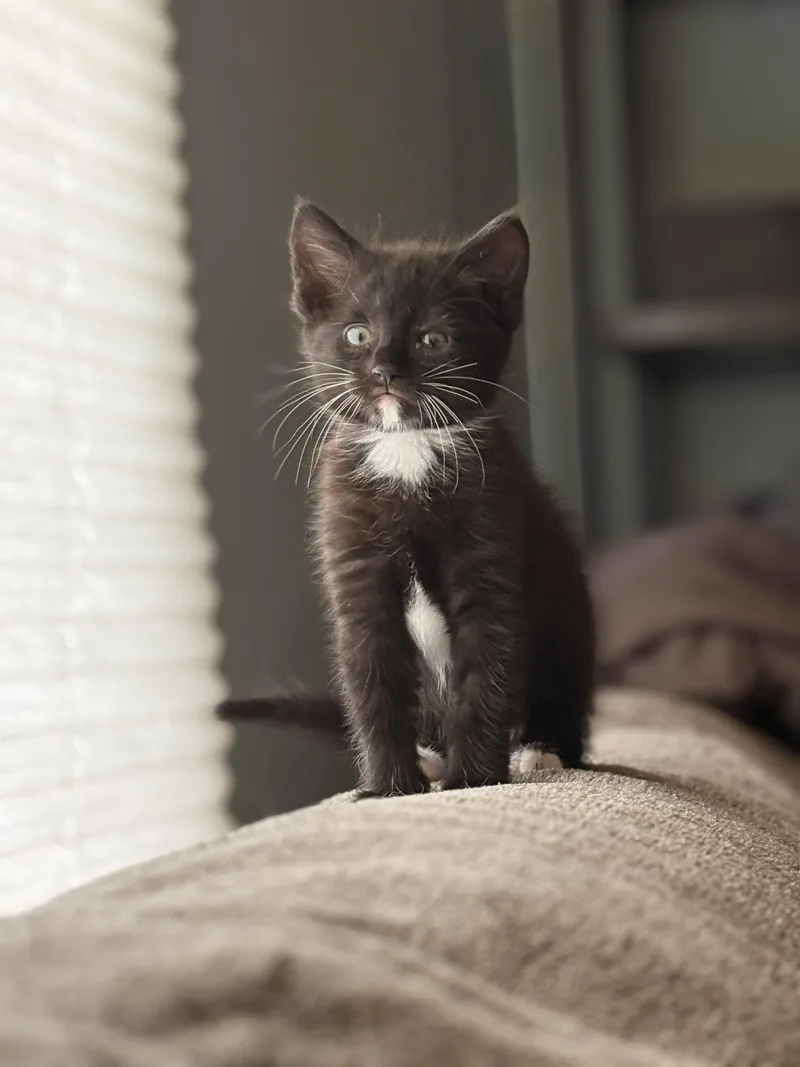 Bootsie