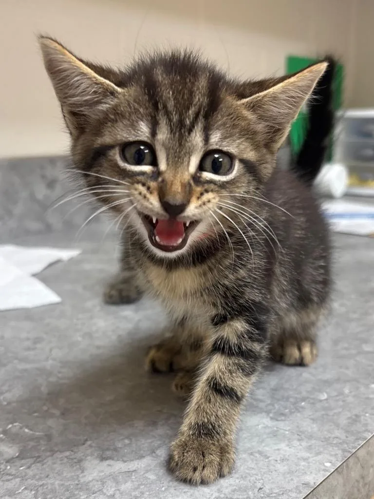 A baby medium-sized female Domestic Short Hair cat named Furby for adoption in Greeneville, TN