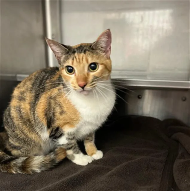 A young small-sized female Domestic Short Hair cat named Ocean for adoption in Chula Vista, CA