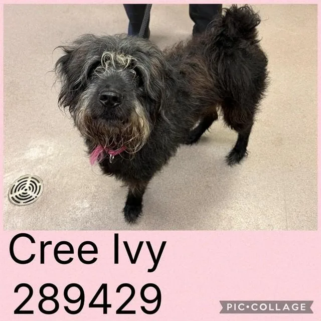 Cree Ivy