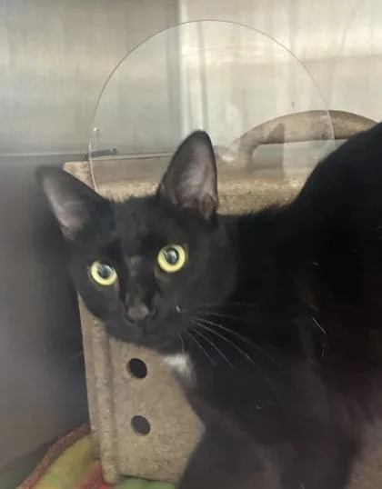 An adult medium-sized female Domestic Short Hair cat named Turquoise for adoption in Lafayette, IN