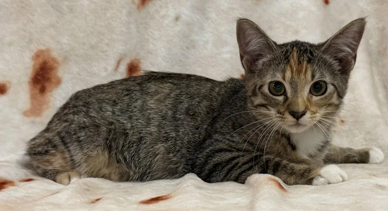 A baby small-sized female Domestic Short Hair cat named Violet for adoption in Kansas City, MO