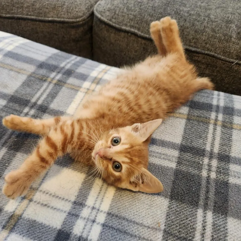 A baby small-sized male Orange / Red Domestic Short Hair cat named RangerC for adoption in East Saint Louis, IL