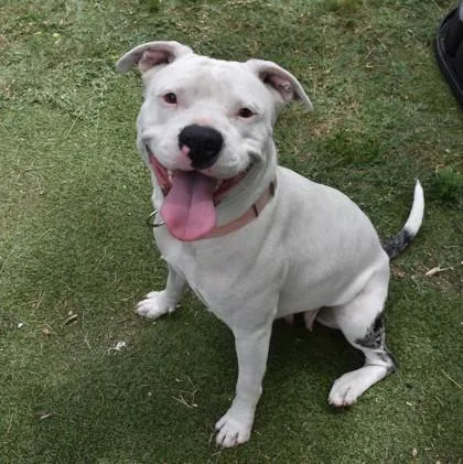 An adult medium-sized female Gray / Blue / Silver American Bulldog dog named Perla for adoption in Inverness, FL