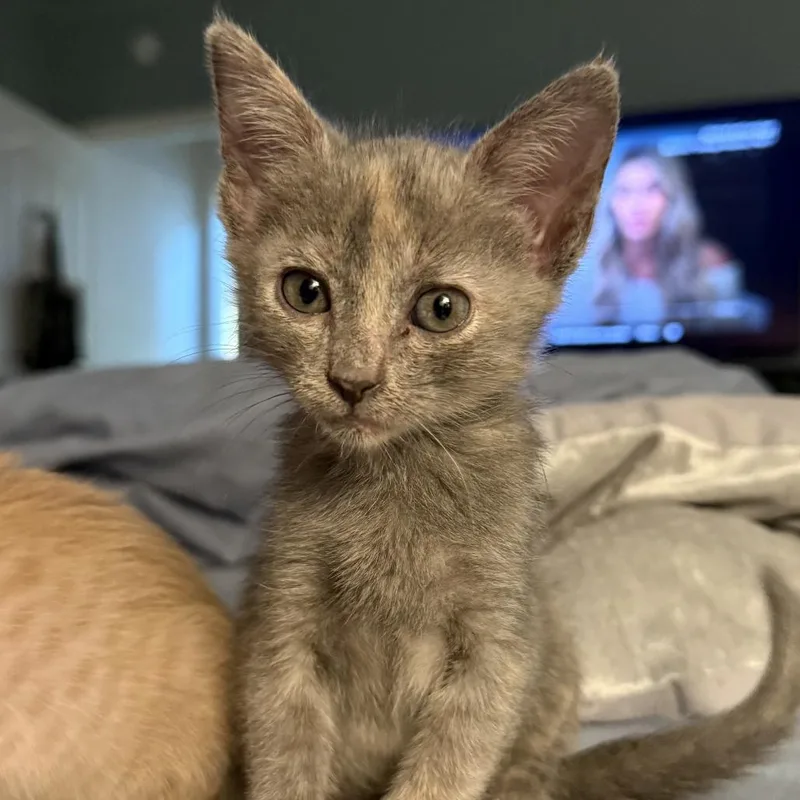 A baby small-sized female Gray / Blue / Silver Domestic Short Hair cat named Xerogel for adoption in Austin, TX