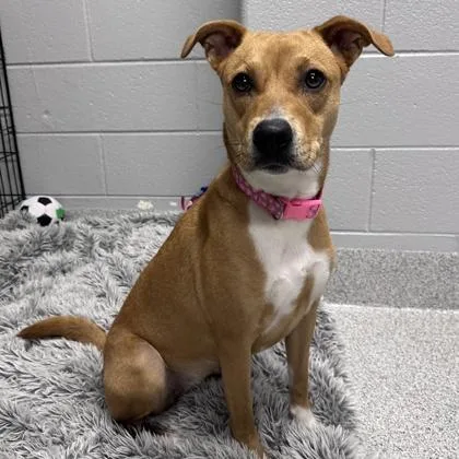 An adult medium-sized female Golden Mixed Breed dog named Rubyanna for adoption in Lansing, MI