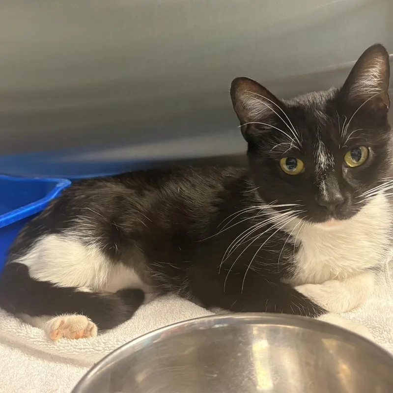 A young small-sized female Black Domestic Short Hair cat named Betty Boop for adoption in East Hanover, NJ