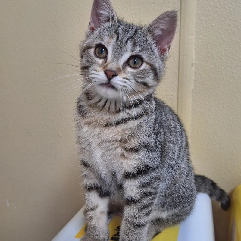 A baby small-sized female Brown / Chocolate Domestic Short Hair cat named Piccolo for adoption in Attica, NY