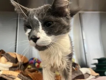 An adult small-sized male Domestic Short Hair cat named Toad for adoption in Roseville, CA