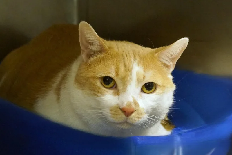 An adult extra large-sized male Orange & White Domestic Short Hair cat named Big Boy for adoption in New Milford, CT