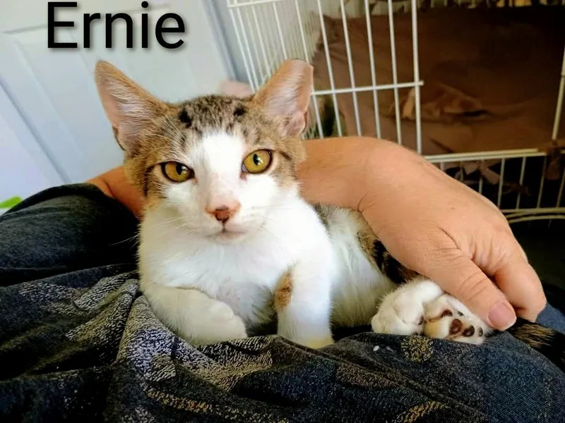 A young medium-sized male Tabby (Brown / Chocolate) Domestic Short Hair cat named Ernie for adoption in Binghamton, NY
