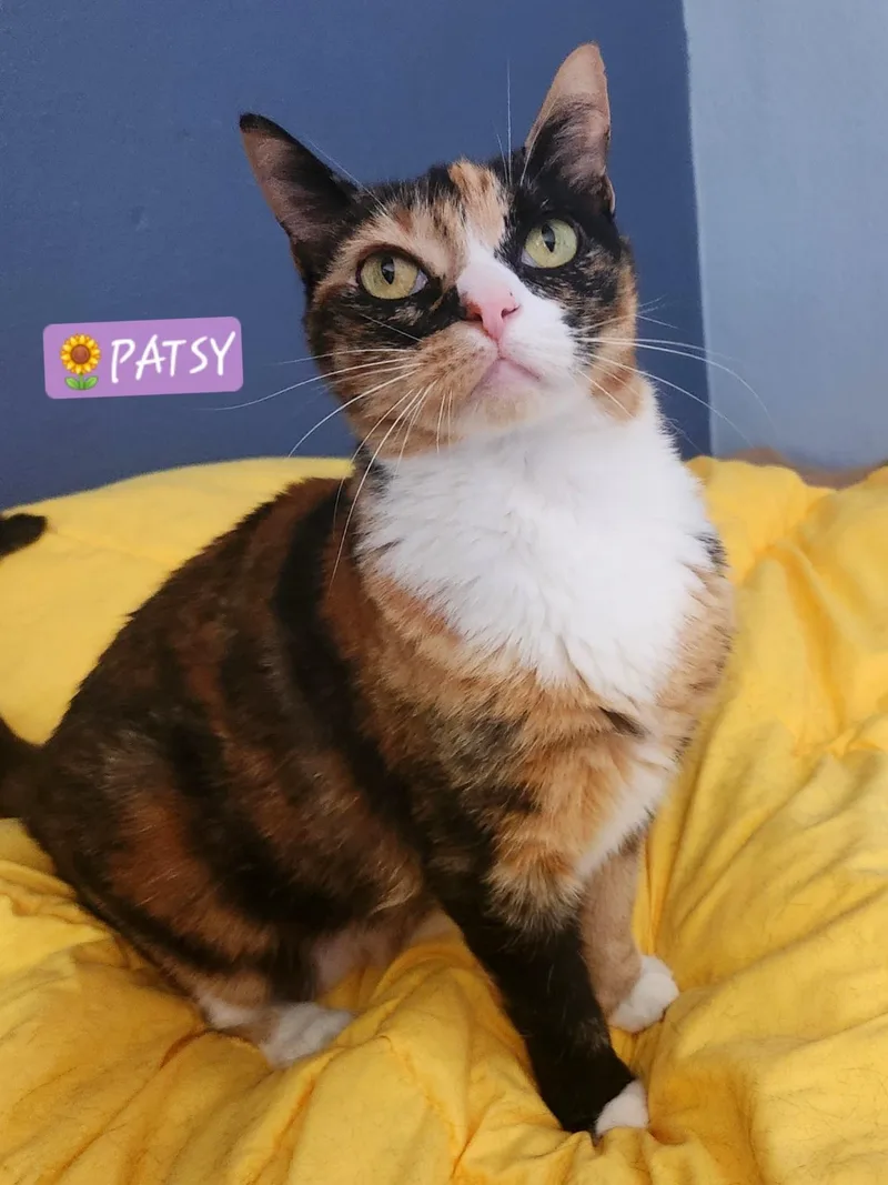 Patsy thumbnail 6